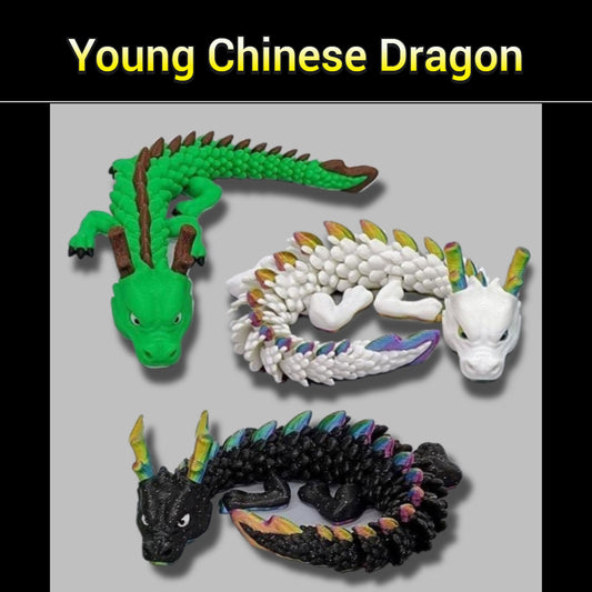 Young Chinese Dragon