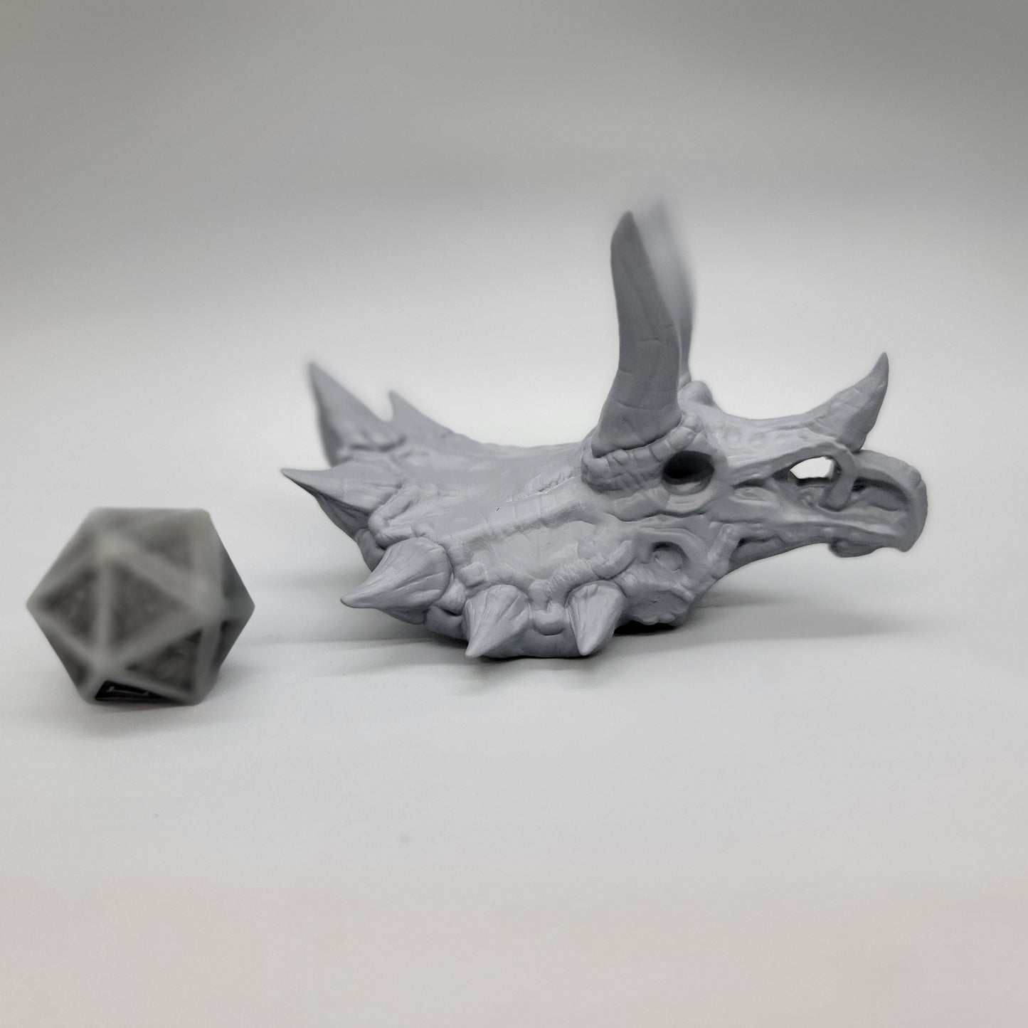 Triceratops Skull